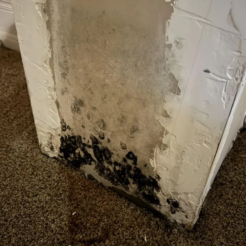Professional Mold Removal in Roundup, MT